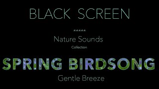 Forest Birds Chirping/Singing Nature Sounds Black Screen-Dark Screen-Relaxing Sleeping Sound Effect