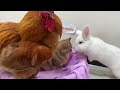 The rooster refused to sleep with the rabbit and was finally tamed by the kitten 😂. funny animals😺🐔🐰