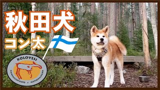 【秋田犬】夏のキャンプ旅 Part 5 〜最終日〜 #9