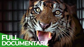 The Sumatran Tiger - The Last of Their Kind | Free Documentary Nature