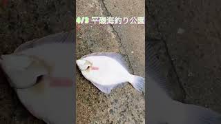 雨でも花見カレイ釣れる！　fishingmax垂水店