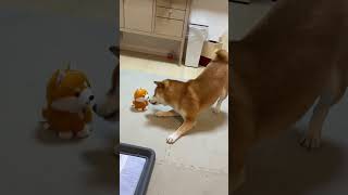 まねっこ豆しばと戯れる柴犬ふぅちゃん #dog