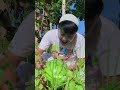 hasil buah kebun pisang Cavendish Indonesia #viral #short