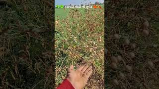 ☘️🍀 આપડી વાડી ની તુવેર દાળ 🍁🍂 #farming #farmer #frm #amazing #trending #viralvideo #india #instagram