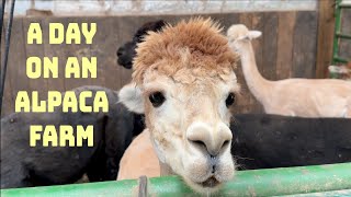 Staying On An Alpaca Farm #harvesthosts #rvtravel #alpaca