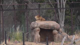 トウヤの咆哮　最後は笑われる　千葉市動物園　ライオン