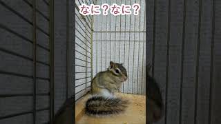 しまりす「ポン吉」何ですか？【ペット】【シマリス】【Chipmunk】【Squirrel】【Kawaii】【Cute】