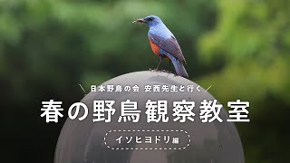 【解説：日本野鳥の会】動画で野鳥観察～イソヒヨドリの生態～(Canon Official)