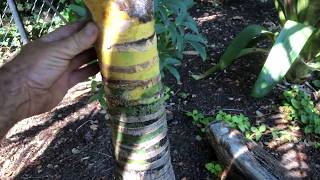 Growing a Kentia Palm in a Colder Climate