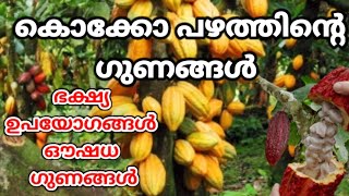 വീട്ടുമുറ്റത്തും വളർത്താം കൊക്കോ/കൊക്കോ ചെടിയുടെ ഗുണങ്ങൾ അറിവുകൾ മലയാളം/information about Coco plant