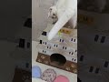 うちの猫が逃げて嫌がる猫玩具【スコティッシュフォールド おもち】