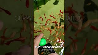 Follow: guppy_guard_aquatics#viral #viralvideos #trending #trendingreels #trendingsongs #trend