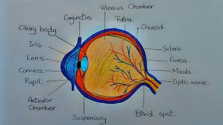 Structure of Eye l How to Draw Human Eye l Labelled Diagram l Eye Structure l ES art \u0026 craft