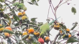 野生化したワカケホンセイインコがカキを食う【世田谷区祖師谷】