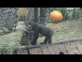 oops kintaro scratches a wound that is just starting to heal　🅷🅾🆃【kyotozoo gorilla