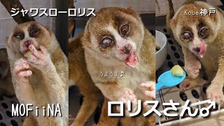 バナナをあじわうスローロリス ロロくん【MOFiiNA】Javan slow loris