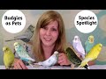 Budgies as Pets: Species Spotlight