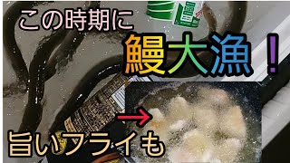 【鰻釣り】鰻大漁！その場で熱々フライを食らう！