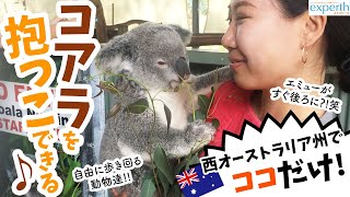 【パースで唯一】コアラが抱っこできる動物園。ローカル愛満載の環境で動物に触れてきた！