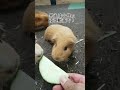 久々に見たお野菜の正体は？ shorts guineapig