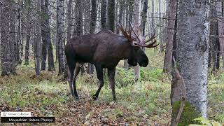 What Happens After a Moose Fight? #moose #wildlife