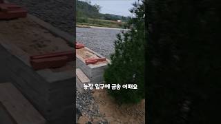 농장입구에 무슨나무를 심을까?  금송 추천요 # 금송#하미르팜#농장대표나무