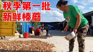 秋季下来第一批新鲜榛蘑，大龙回家准备要炖鸡，老爸听完会咋说【东北大龙】