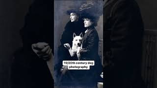 19/20th century dog photography🐶🐩🐶|| vintage photos || Victorian era || cute dogs ||1800s history