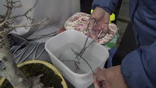 挿し木 SASHIKI The cutting. Bonsai master presentation in the greenhouse.