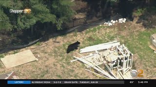 Bear Cub Spotted In Englewood Cliffs, New Jersey