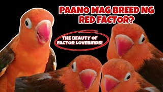 PAANO MAG BREED NG RED FACTOR? 🌶️🔥