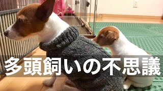 多頭飼いに共通することなのでしょうか？/ジャックラッセルテリア 親子