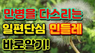 민들레의 놀라운 효능