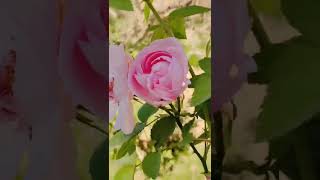 mubarak mubarak rose plant flowers garden lalitpur 94