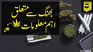 Cannabis Drug (Bhang/بھنگ) information in Urdu/Hindi