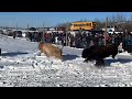 first nation in manitoba celebrates release of 11 bison aptn news