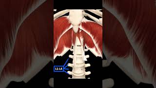 #횡격막 #diaphragm #횡격막의움직임