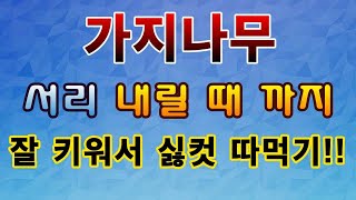 [텃밭농부.757]  가지나무 서리가 내릴 때까지 싫컷 따먹자.#가지재배