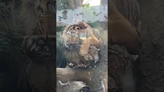 神戸どうぶつ王国 手を舐めるスマトラトラ(sumatran tiger)