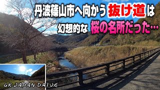 【4K JAPAN DRIBE Foreign subtitles】丹波篠山市へ向かう抜け道は幻想的な桜の名所だった！国道176号の裏道♪