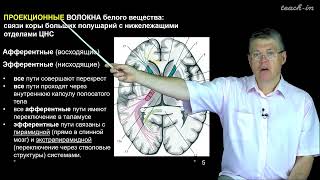 Дубынин В. А. - 100 часов школьной биологии - 1.19 Большие полушария и мозжечок