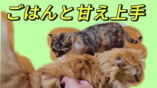 甘えん坊なちゃむに喜ぶ私　【ちゃむチャンネル】