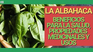 BENEFICIOS y PROPIEDADES de la ALBAHACA 🌱 USOS MEDICINALES y culinarios