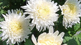 Kolkata white flowers