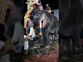 രാമന്റെ വരവ് കാണേണ്ടത് തന്നെ thechikottukavu_ramachandran pooram viral elephant mallu aanapremi