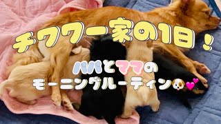 【チワワ一家の1日】パパとママのモーニングルーティン