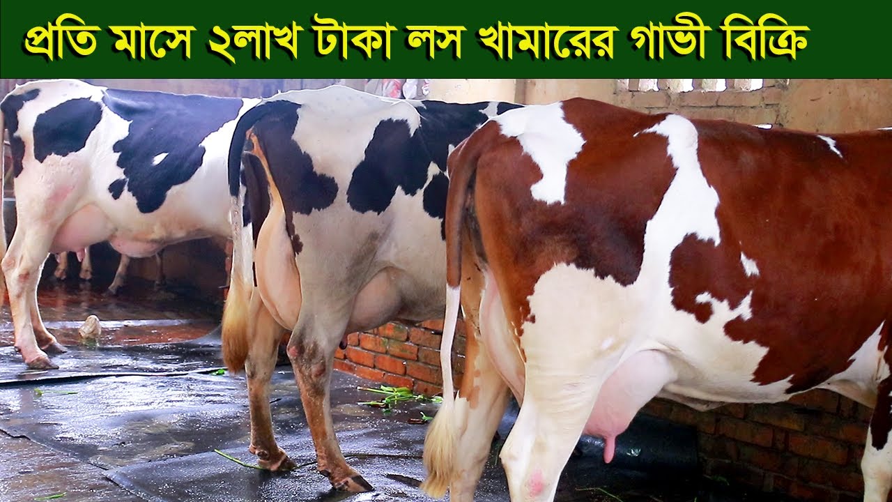 প্রতি মাসে ২লাখ টাকা লস খামারের গাভী বিক্রি করে দিবেন প্রবাসি Dairy ...