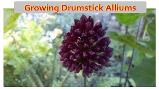 Growing Drumstick Alliums