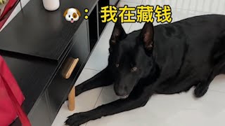 克瑞娜：铲shi的不用回来了😡😂 || 搞笑东德牧羊犬German shepherd Funniest Animals