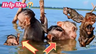 OMG!! 😱 Poor Monkeys Helplessly Waiting For Help || Monkeys Babies Poor